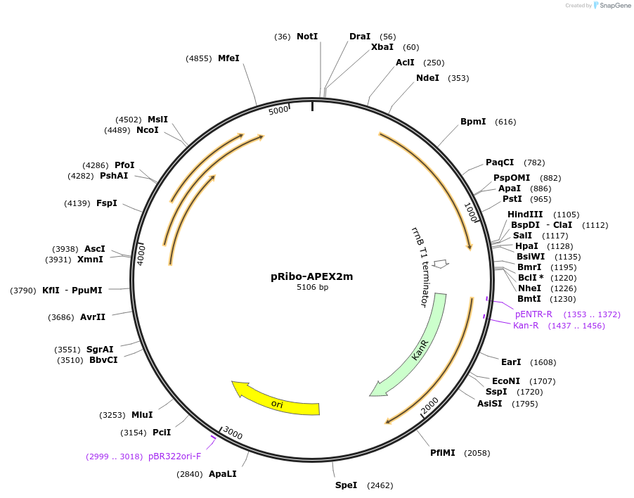 176842-plasmid-map-sequence-id-348178