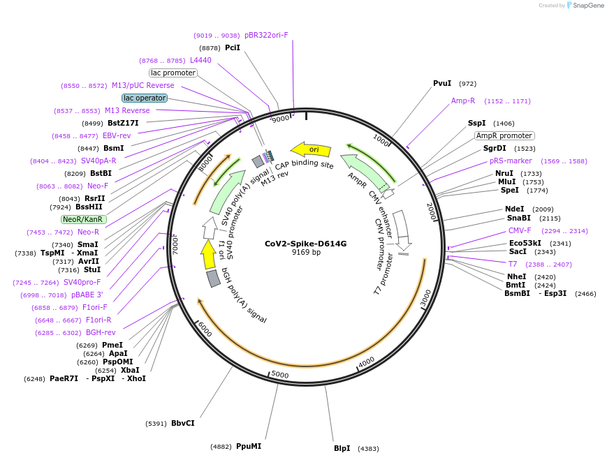 177960-plasmid-map-sequence-id-348179