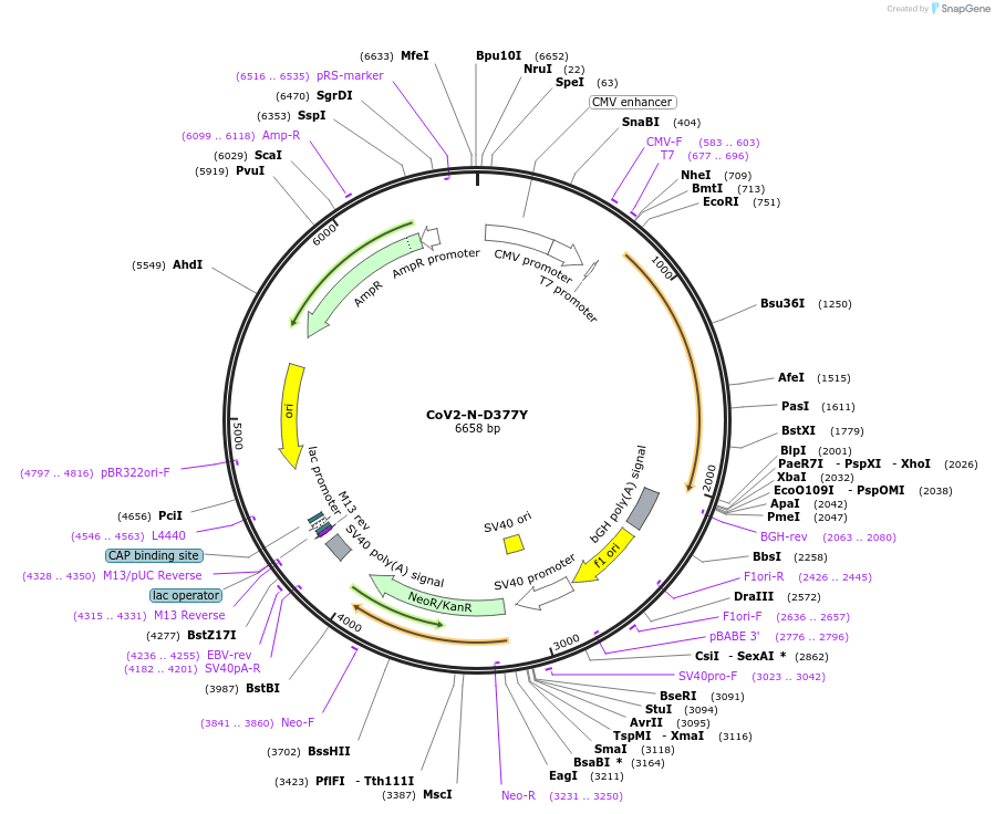 177957-plasmid-map-sequence-id-348184