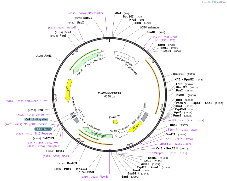 177950-plasmid-map-sequence-id-348193