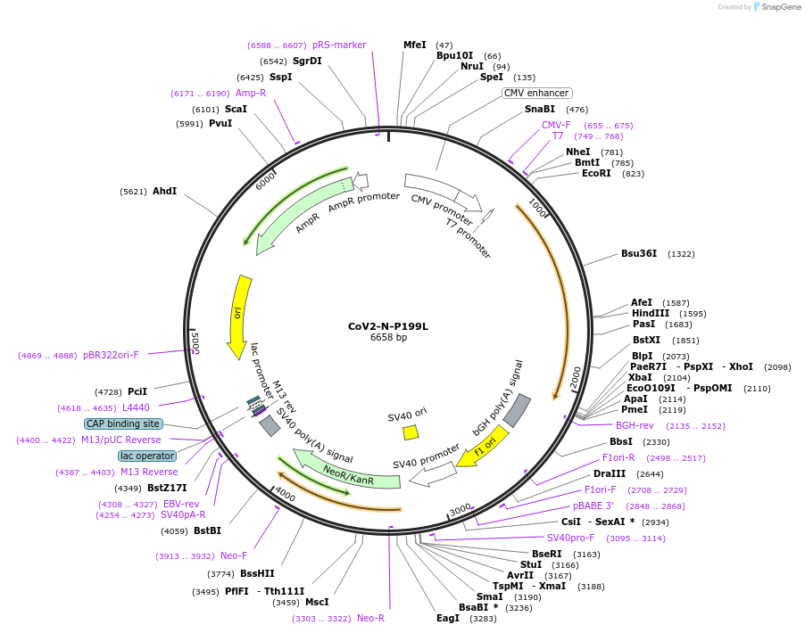 177949-plasmid-map-sequence-id-348194