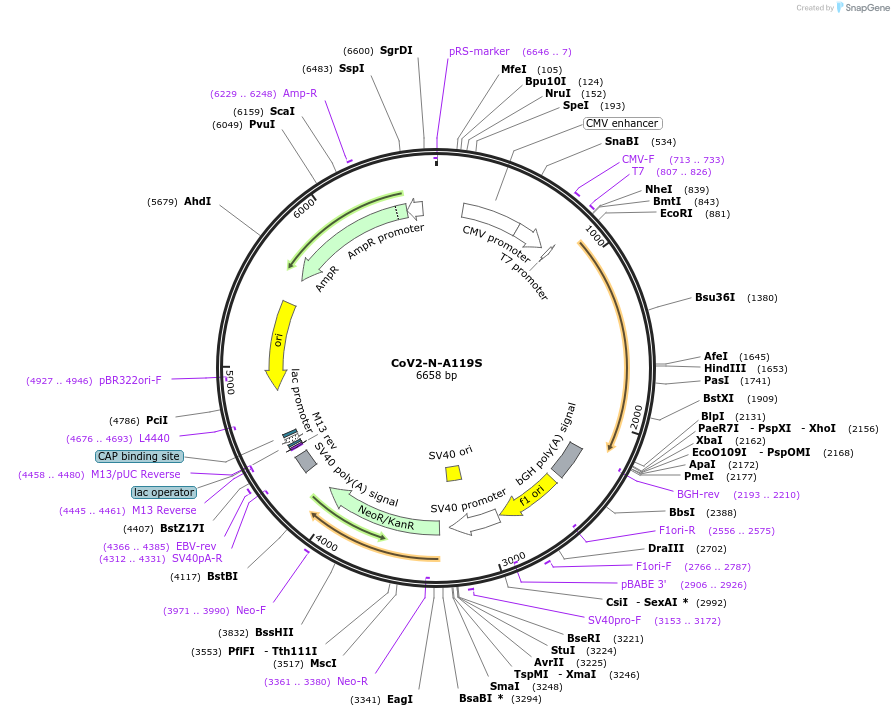 177948-plasmid-map-sequence-id-348195