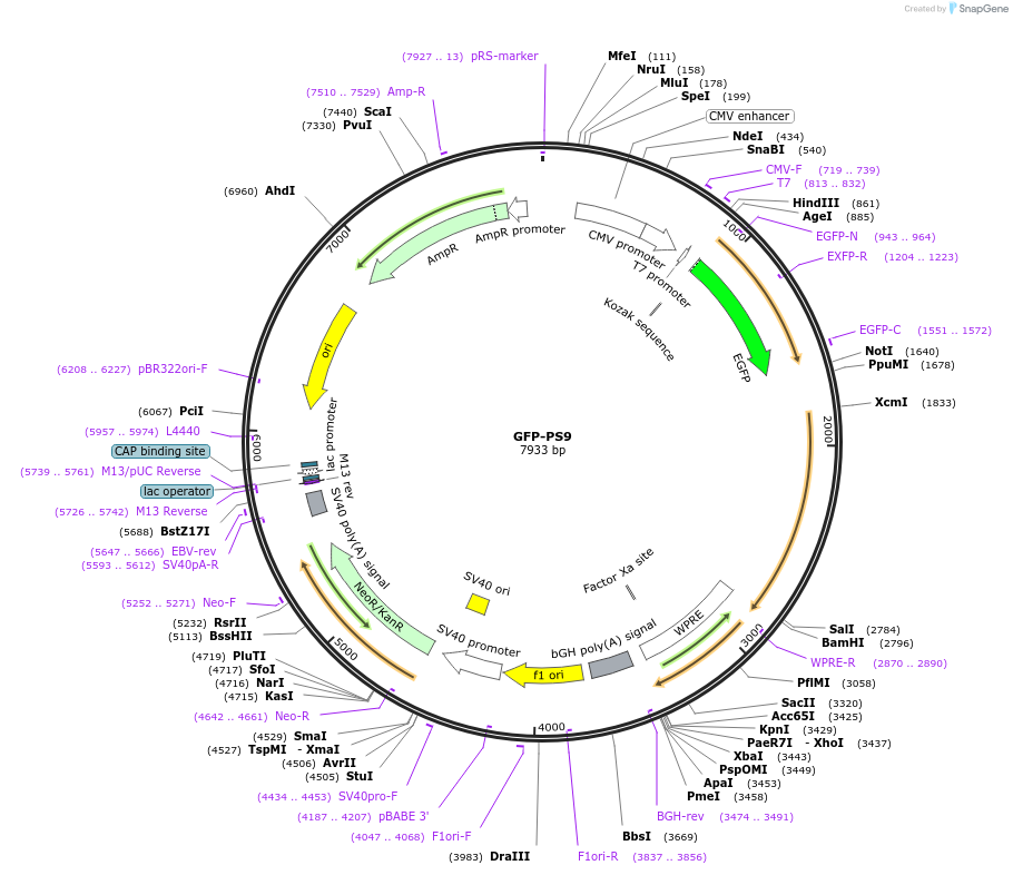 177944-plasmid-map-sequence-id-348205