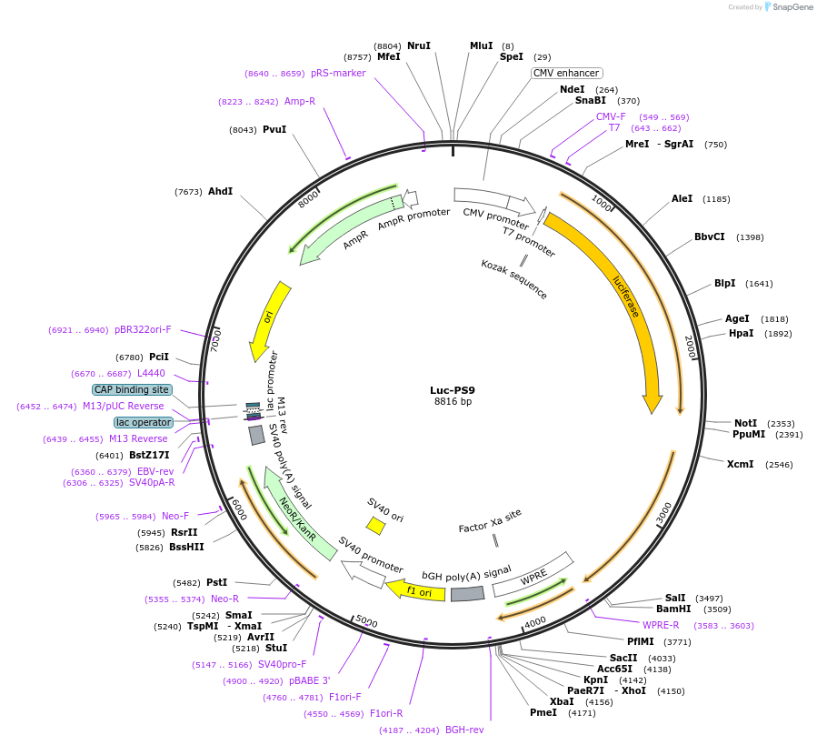 177942-plasmid-map-sequence-id-348206