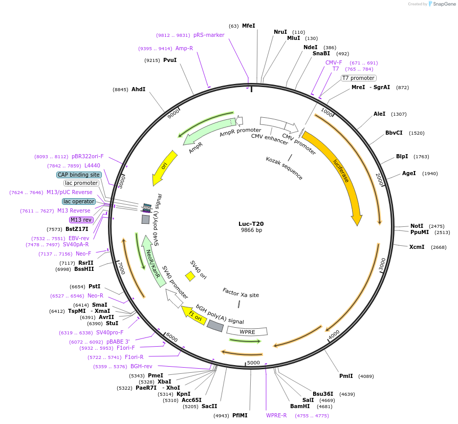 177941-plasmid-map-sequence-id-348207