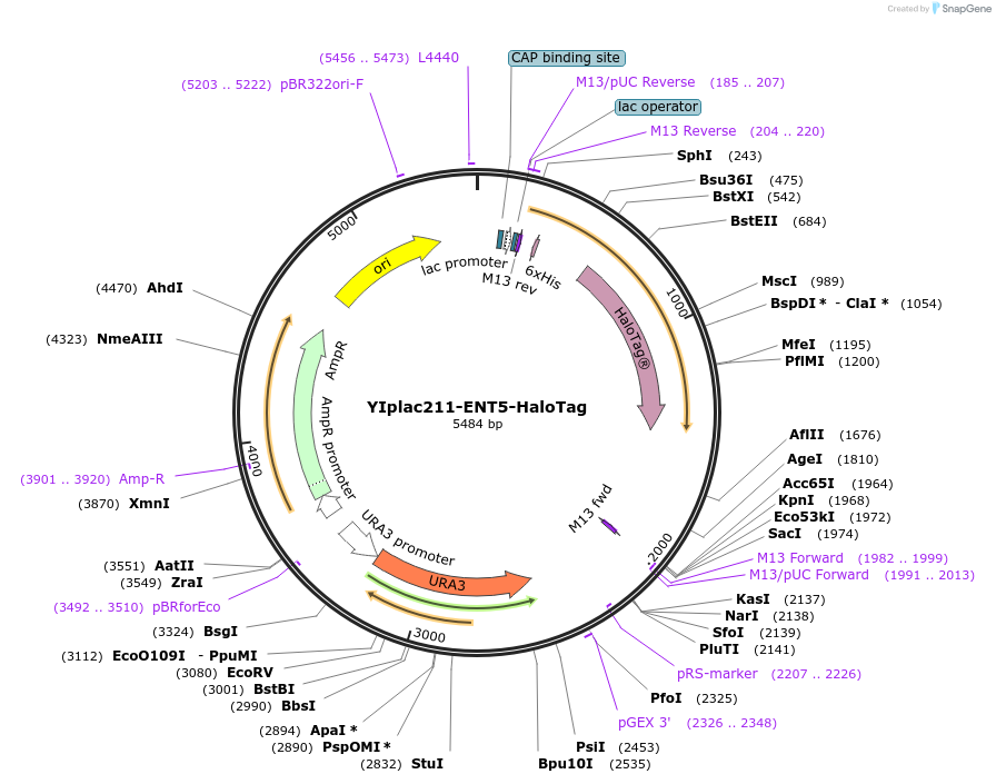 177102-plasmid-map-sequence-id-348208