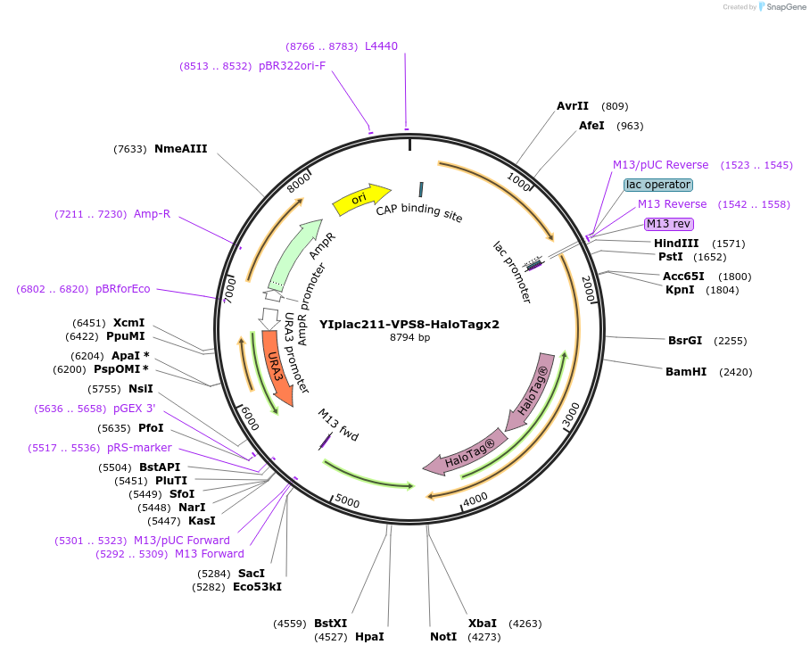 177113-plasmid-map-sequence-id-348219