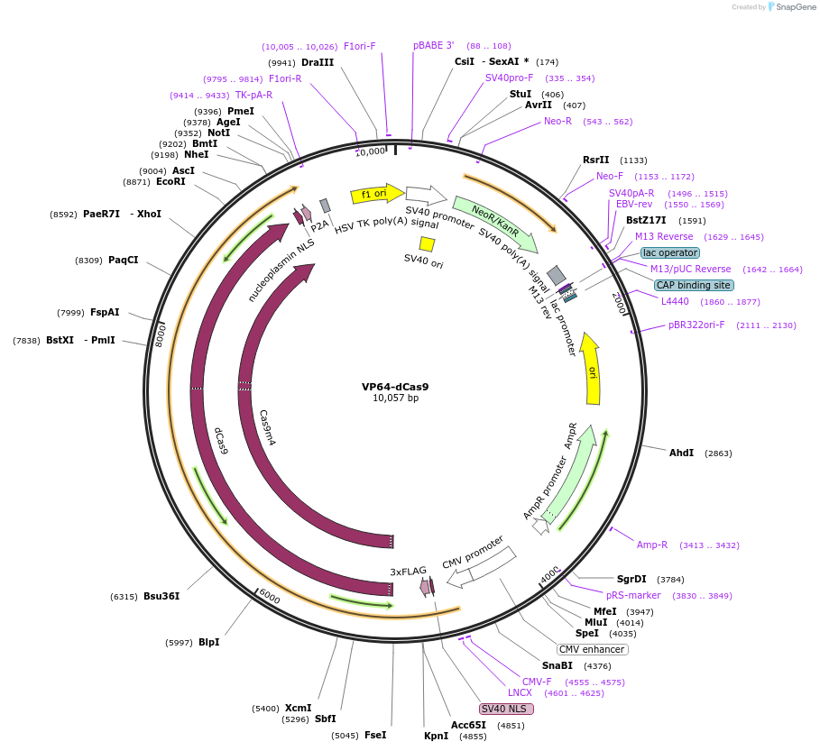177171-plasmid-map-sequence-id-348230