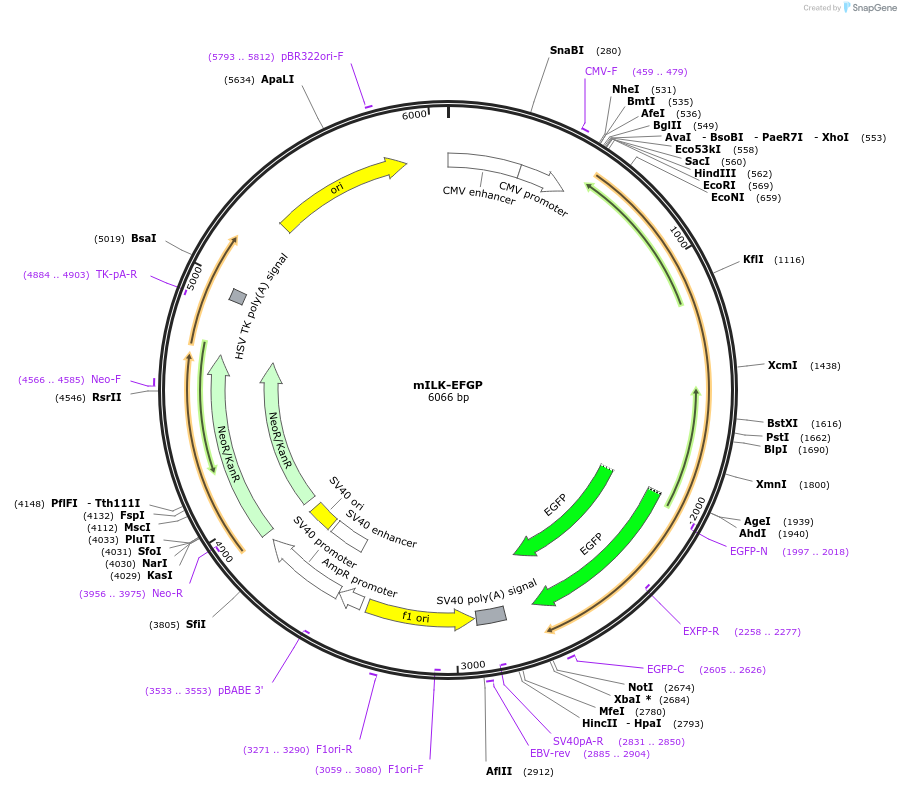 176896-plasmid-map-sequence-id-348231