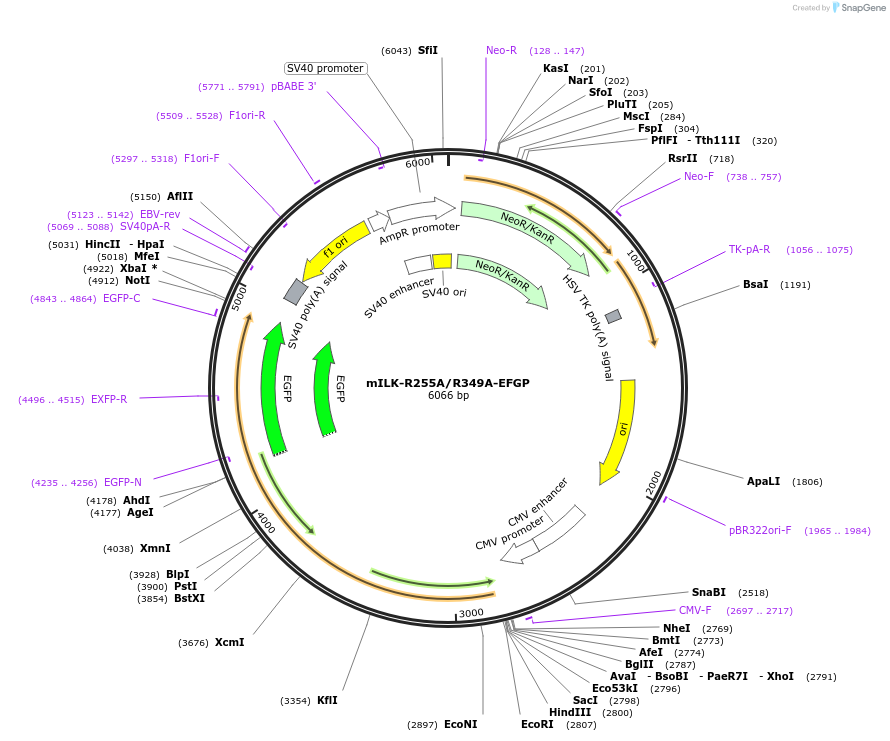 176899-plasmid-map-sequence-id-348233