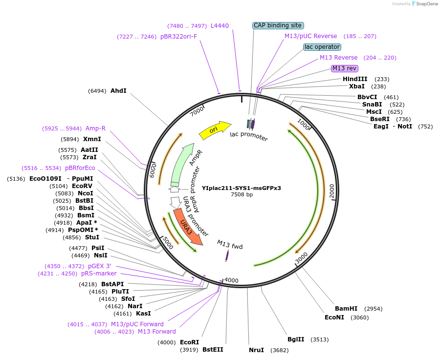 177112-plasmid-map-sequence-id-348242