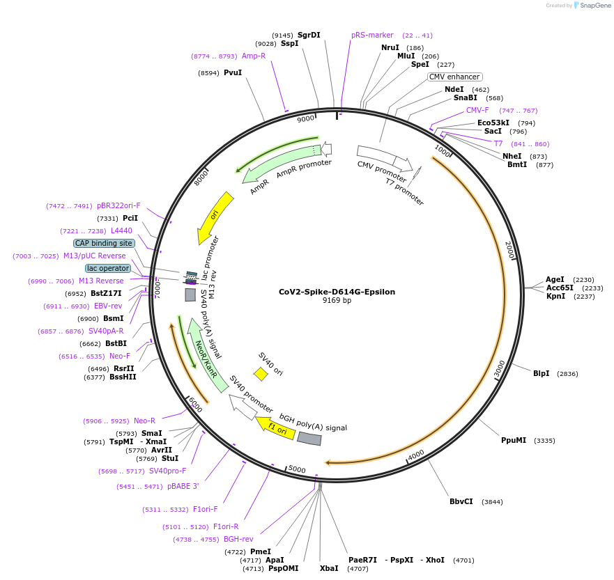 177964-plasmid-map-sequence-id-348252