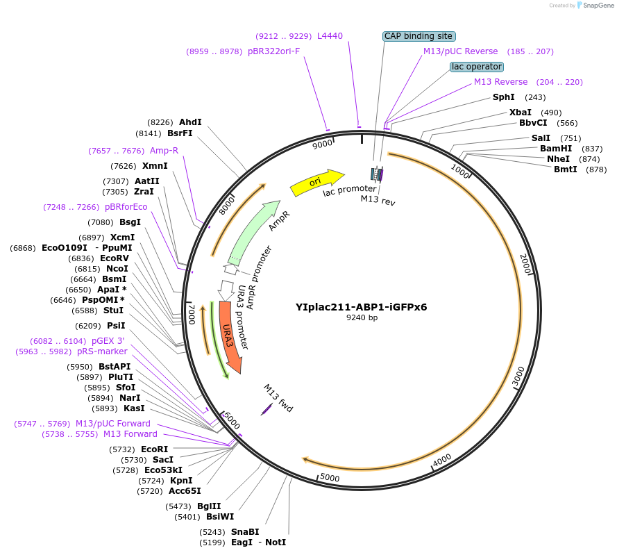 177099-plasmid-map-sequence-id-348253