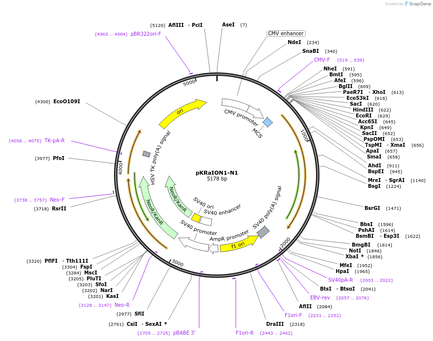 177801-plasmid-map-sequence-id-348256