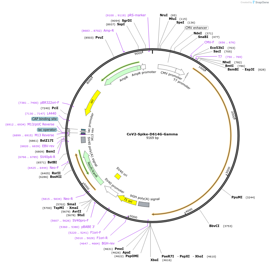 177963-plasmid-map-sequence-id-348258
