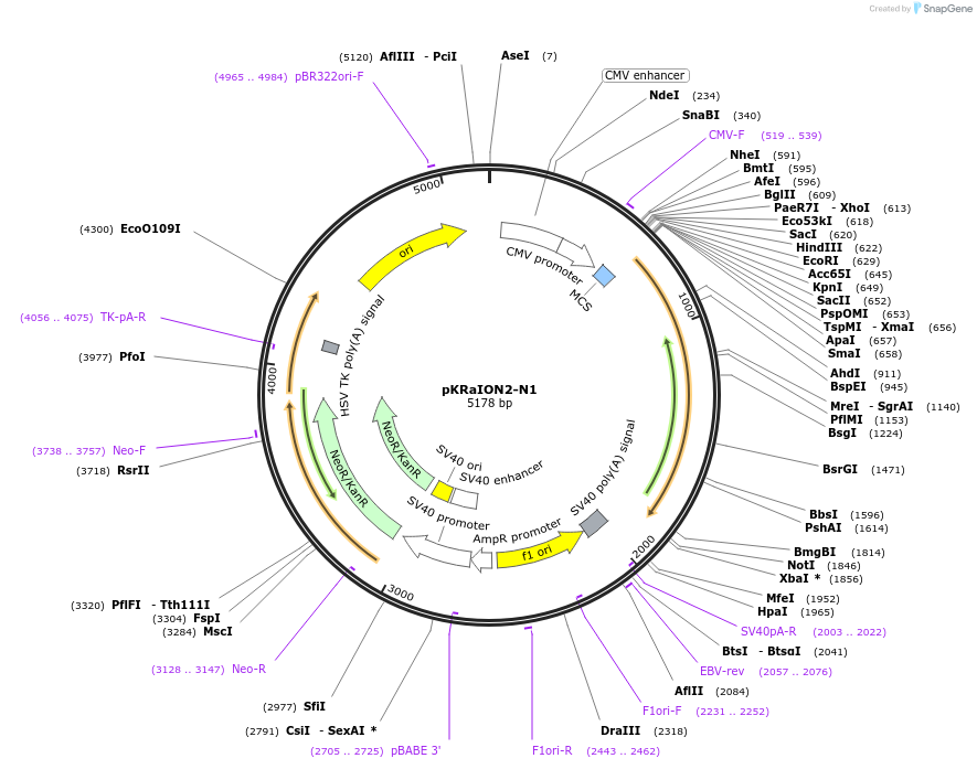 177802-plasmid-map-sequence-id-348259