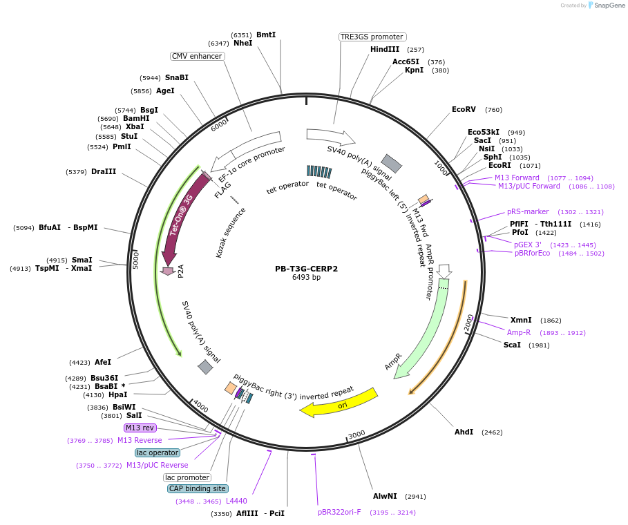 175498-plasmid-map-sequence-id-348266