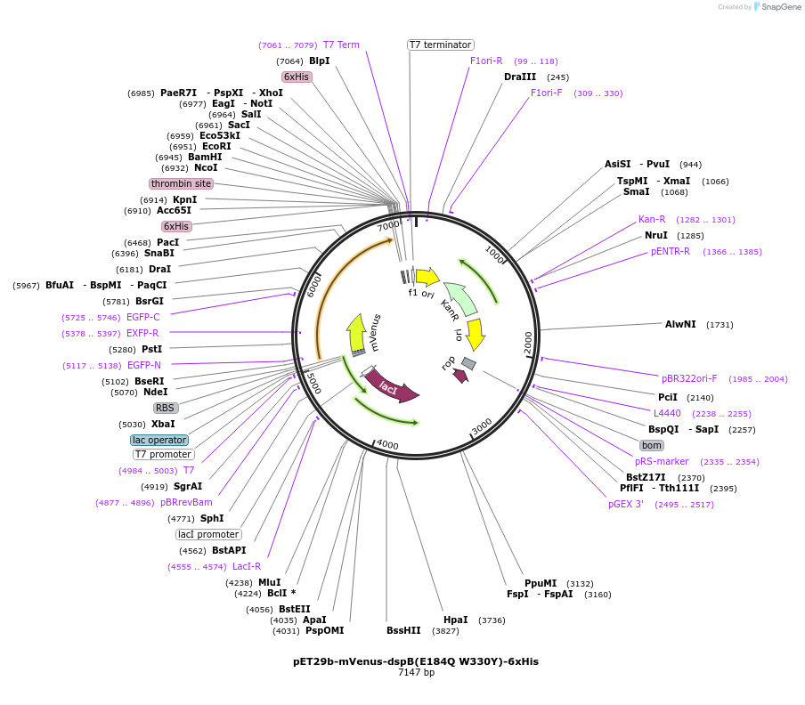 176577-plasmid-map-sequence-id-348269