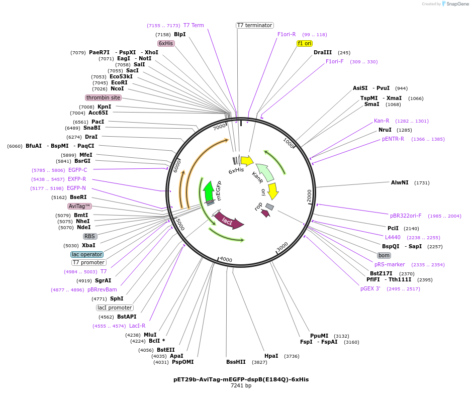 176573-plasmid-map-sequence-id-348271