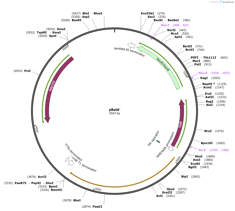 175595-plasmid-map-sequence-id-348284
