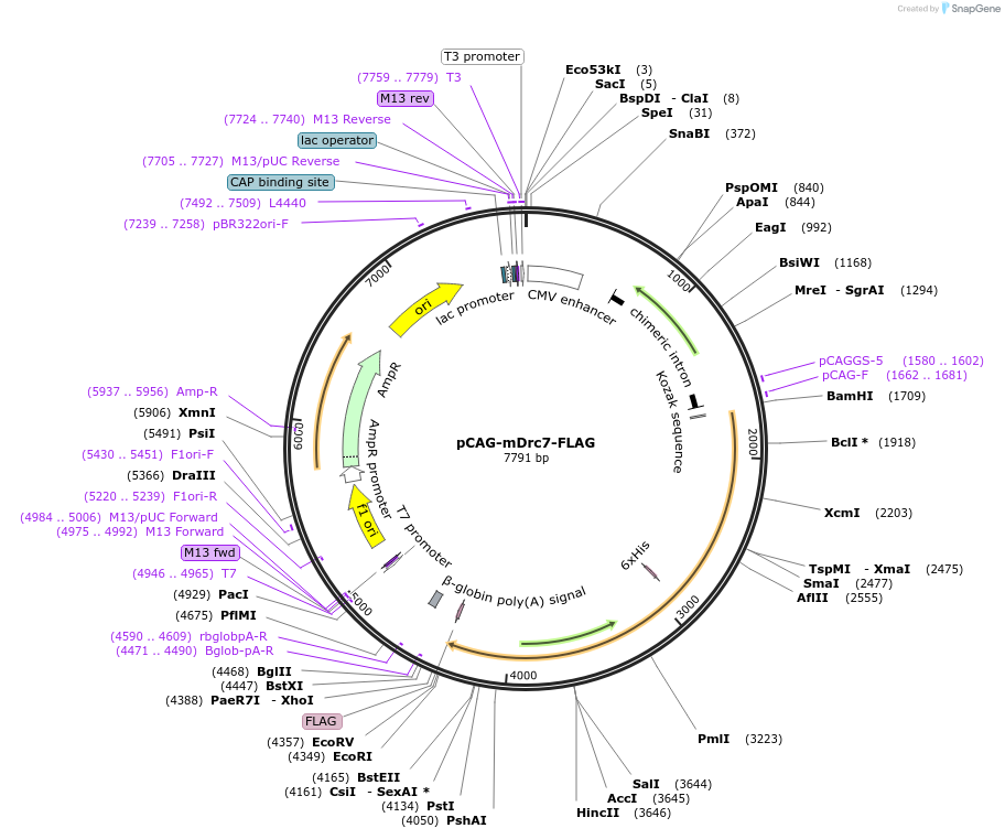 176470-plasmid-map-sequence-id-348289