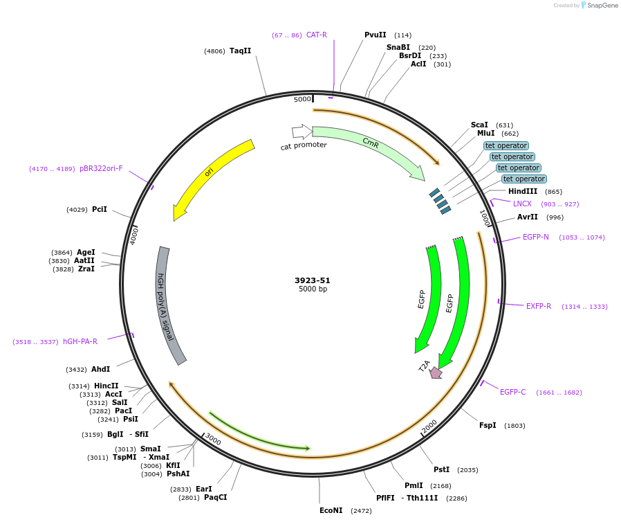 176498-plasmid-map-sequence-id-348292
