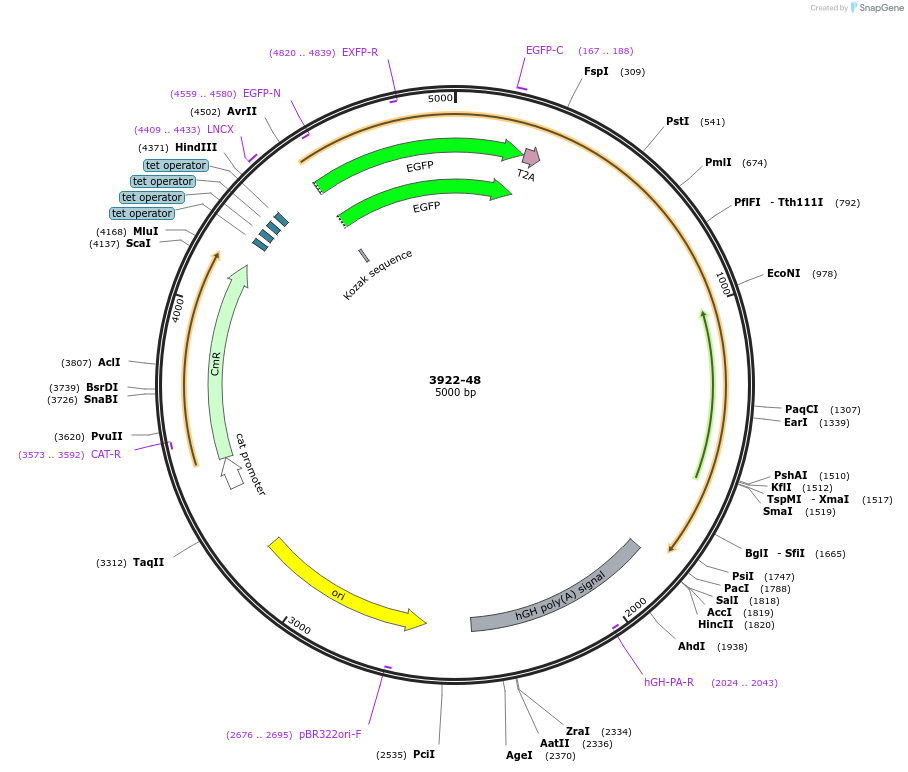 176497-plasmid-map-sequence-id-348293
