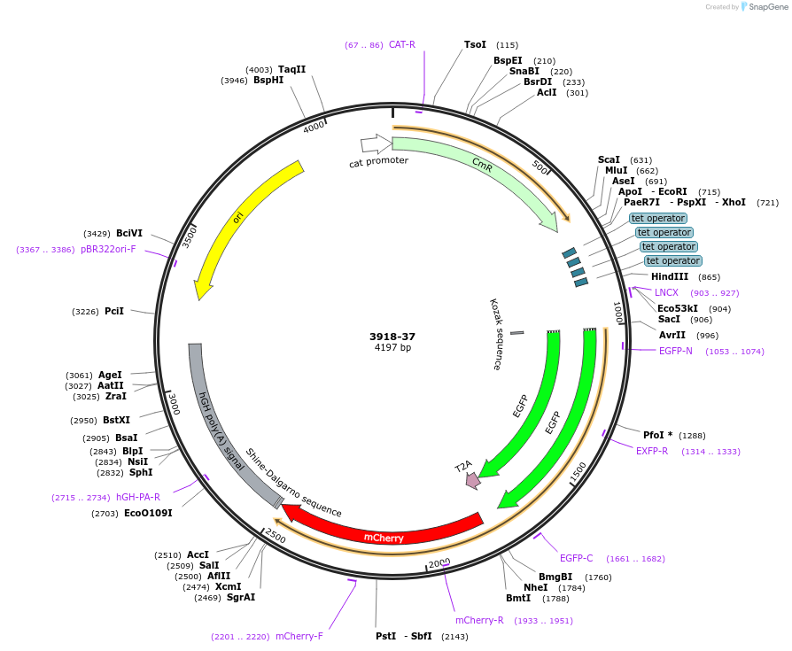 176495-plasmid-map-sequence-id-348294