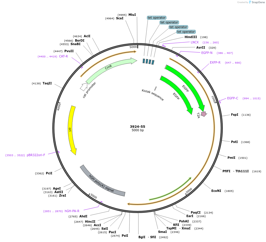 176499-plasmid-map-sequence-id-348295
