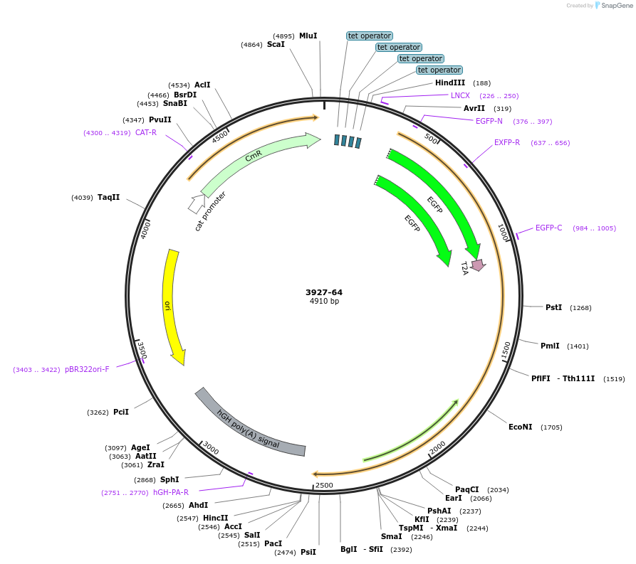 176500-plasmid-map-sequence-id-348296