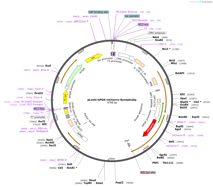 177317-plasmid-map-sequence-id-348299
