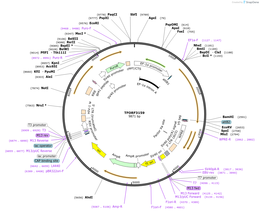 144635-plasmid-map-sequence-id-348301