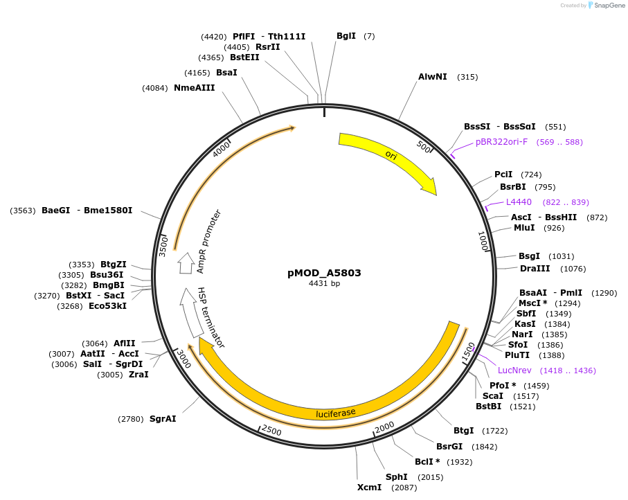 176878-plasmid-map-sequence-id-348314