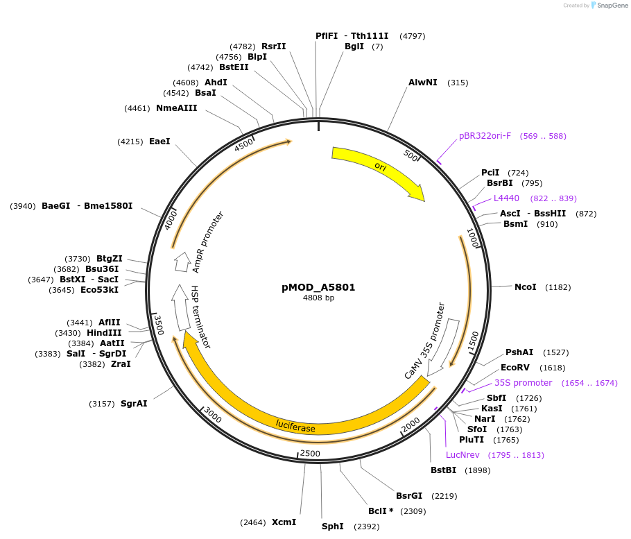176877-plasmid-map-sequence-id-348316