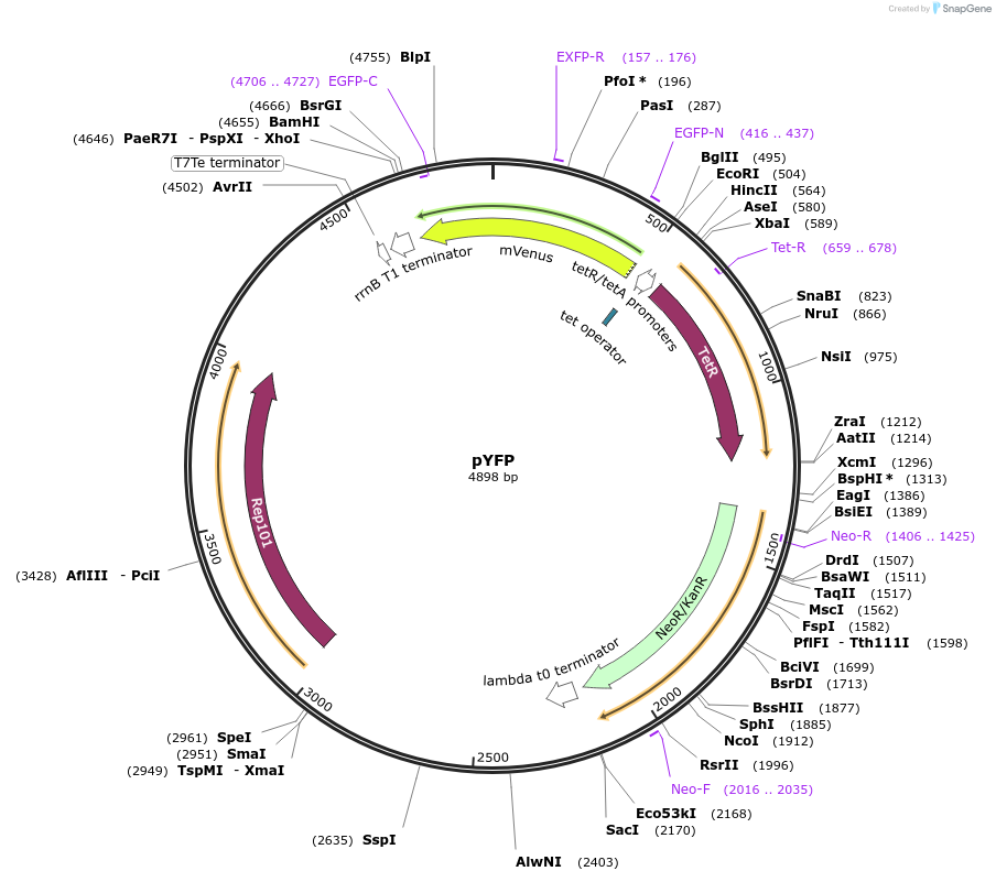 175592-plasmid-map-sequence-id-348320