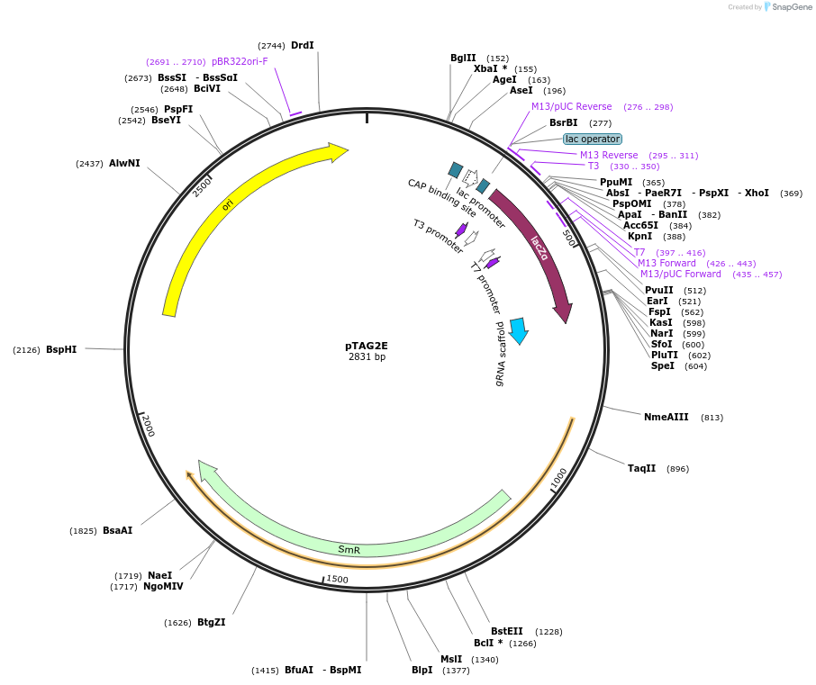 176865-plasmid-map-sequence-id-348329