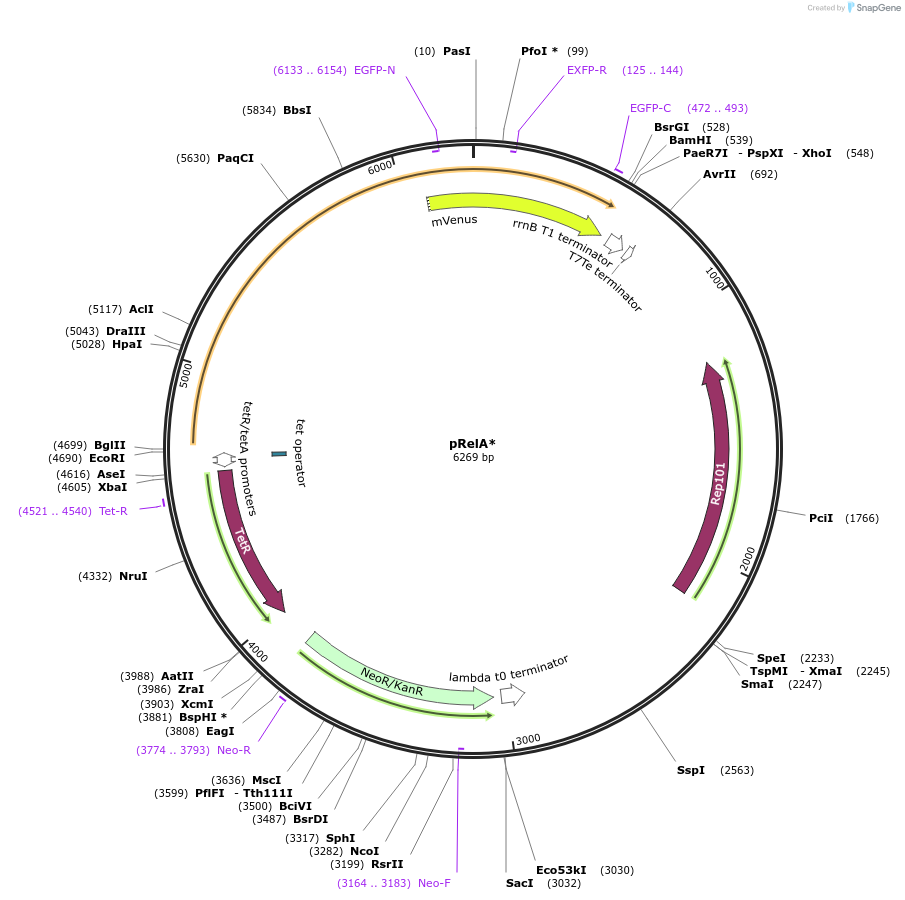 175590-plasmid-map-sequence-id-348362