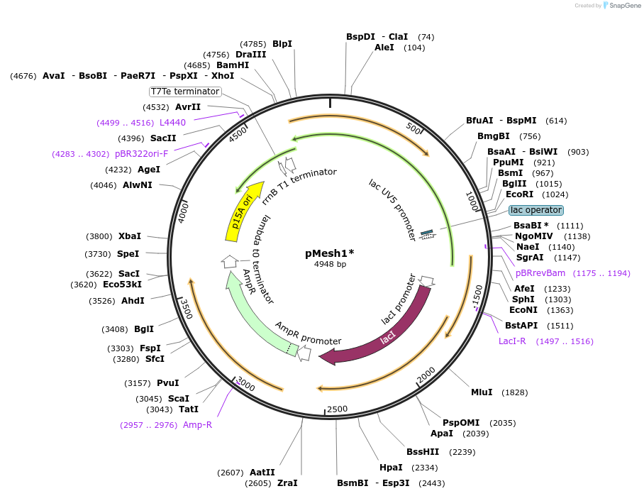 175591-plasmid-map-sequence-id-348365
