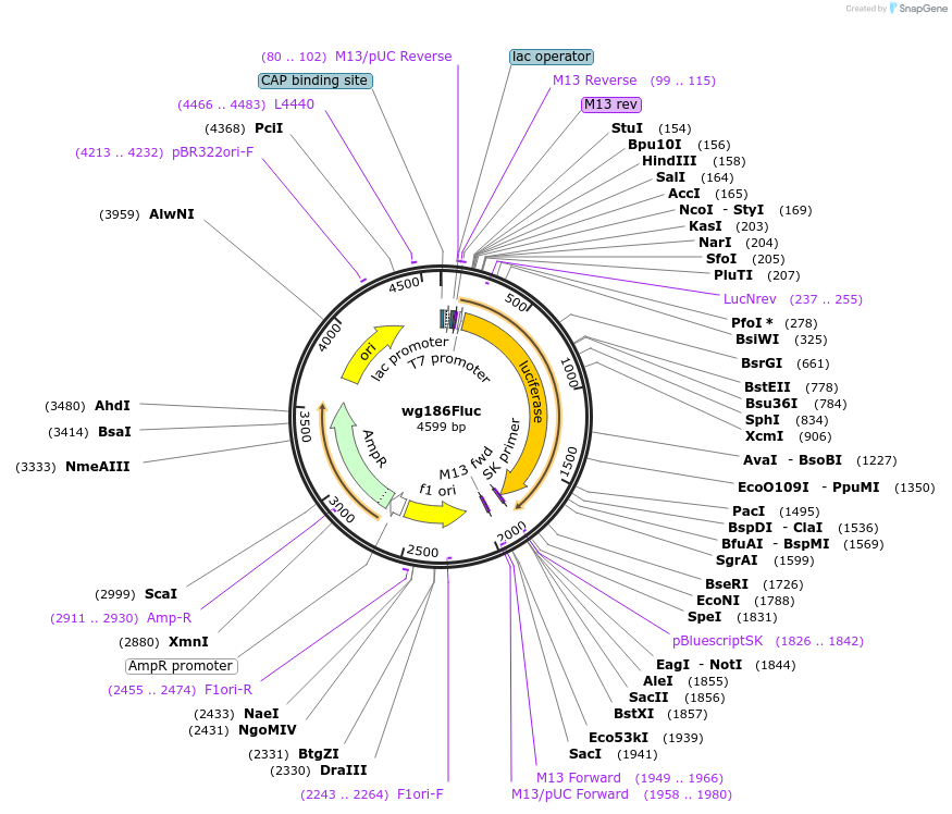 177436-plasmid-map-sequence-id-348366