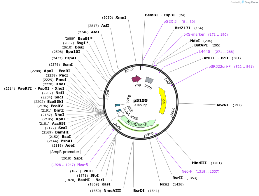 175391-plasmid-map-sequence-id-348372