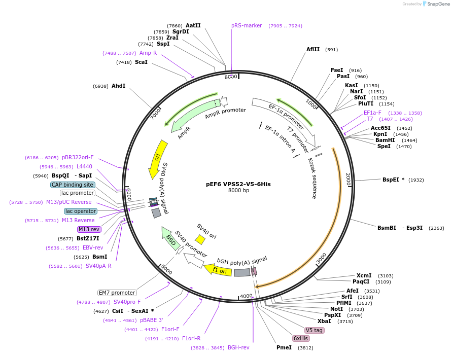 175096-plasmid-map-sequence-id-348376