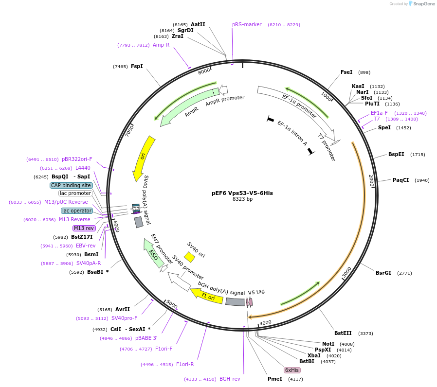 175097-plasmid-map-sequence-id-348382