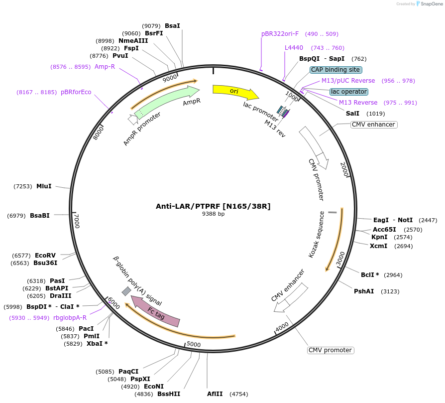 177504-plasmid-map-sequence-id-348384