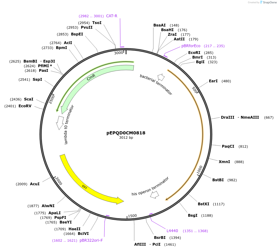 177020-plasmid-map-sequence-id-348386