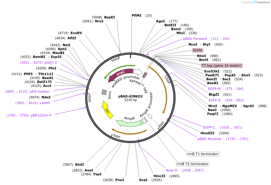 177116-plasmid-map-sequence-id-348390
