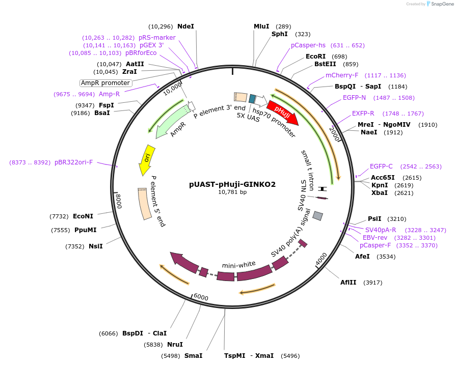 177117-plasmid-map-sequence-id-348391