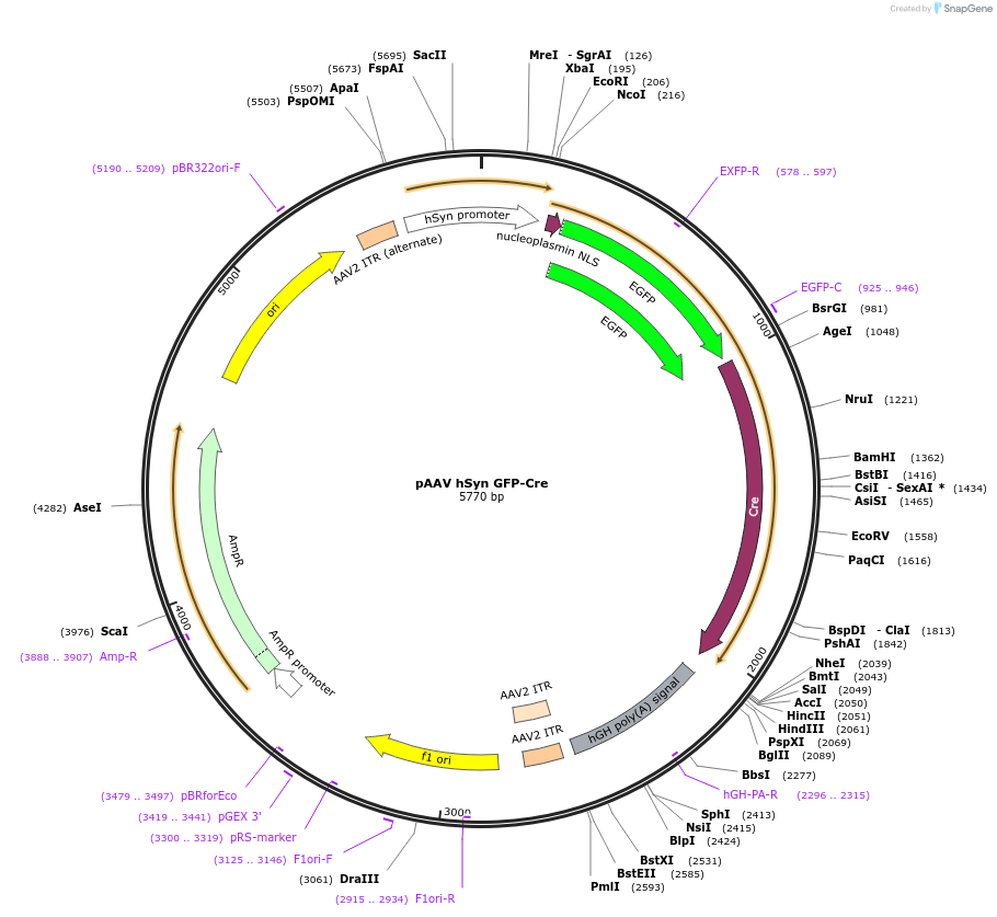 175381-plasmid-map-sequence-id-348392