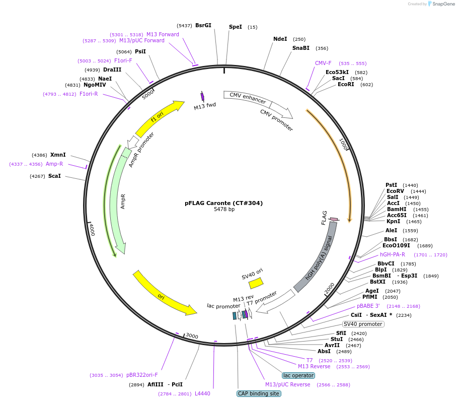 13860-plasmid-map-sequence-id-348393