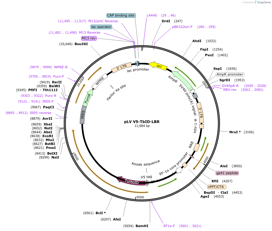 175100-plasmid-map-sequence-id-348434