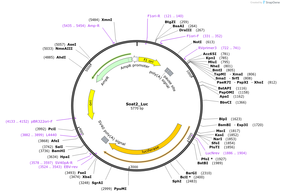 177623-plasmid-map-sequence-id-348455